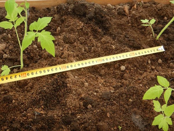 Planting of seedlings in the ground is made according to the scheme 50 by 60 cm