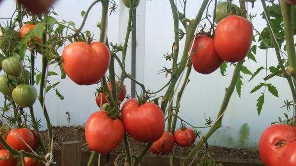 Μέση απόδοση - 15 kg ανά 1 τετραγωνικό μέτρο