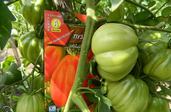  Pomodoro Hata Puzata