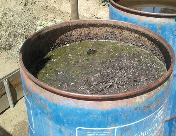 Per le piantine Puzaty Huts si adatta bene alla soluzione di verbasco come fertilizzante