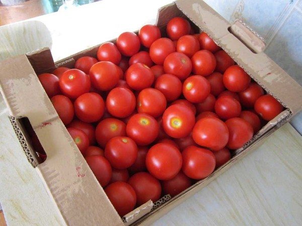 Les premières tomates ont une bonne qualité de conservation et sont capables de transporter le transport sur de longues distances.