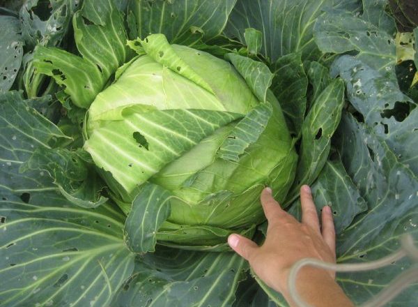  رأس الملفوف السكر