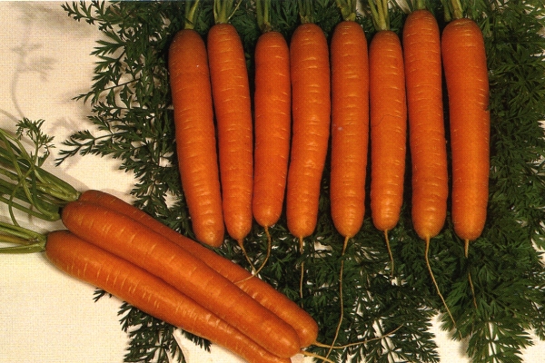  Carrot variety Queen of the Autumn: description and specifications, planting and care