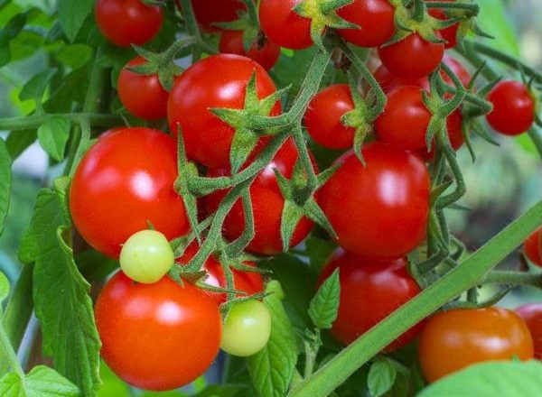  Varietà di pomodori Intuizione