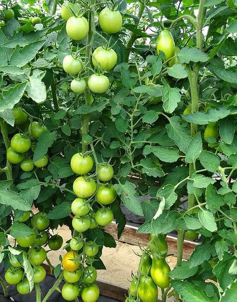 Lo svantaggio della varietà è l'altezza eccessiva del cespuglio