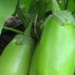 Οι καλύτερες πολύχρωμες ποικιλίες