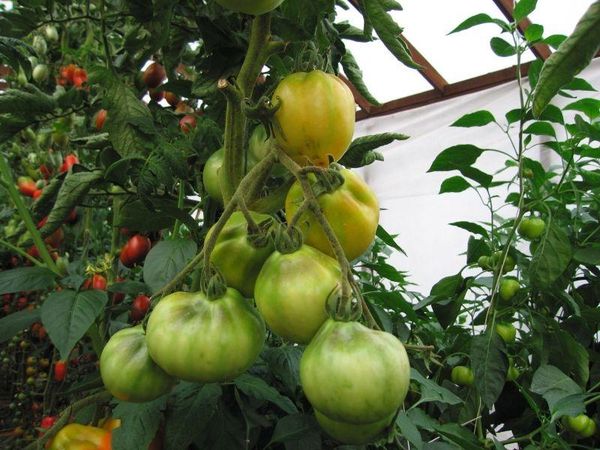 Il tartufo giapponese è capriccioso per la temperatura e ha deboli pennelli.