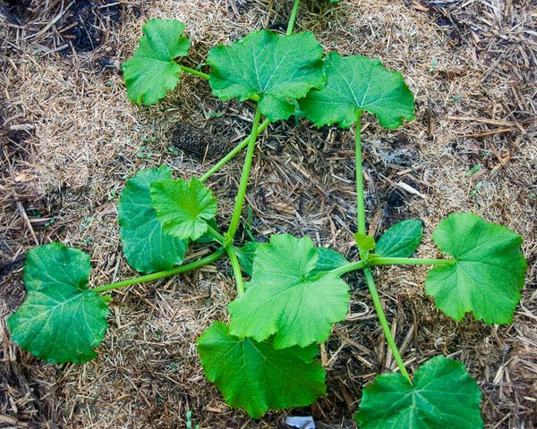 To reduce watering can be done mulching squash seedlings