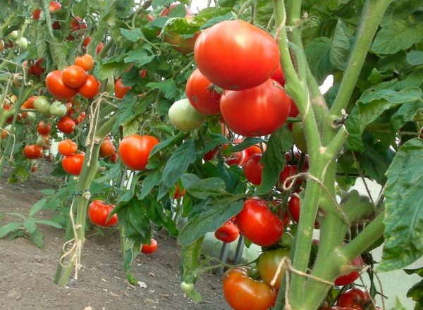Cultiver des tomates dans le territoire de Krasnodar