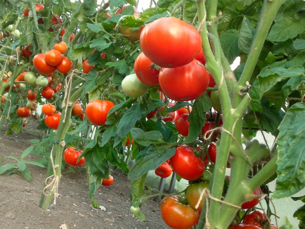  Tomates em crescimento no Território de Krasnodar