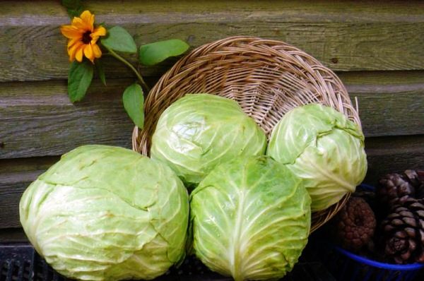 With long-term storage, cabbage Valentina variety does not deteriorate, on the contrary, after 5–7 months saturation