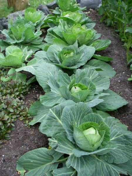 White cabbage grade Valentine f1
