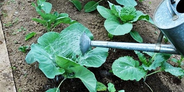 Το πότισμα γίνεται το πρωί ή το βράδυ.