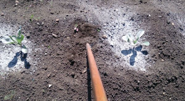 Τα λιπάσματα εφαρμόζονται τρεις φορές κατά τη διάρκεια της καλλιέργειας.