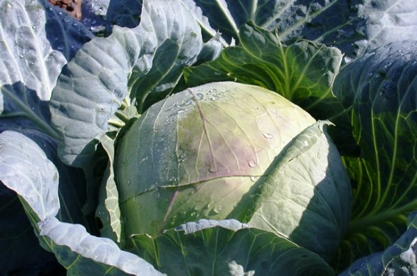  Cabbage gift