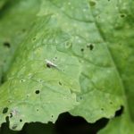 ذباب الملفوف والخلد الملفوف