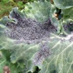 Cabbage Aphid
