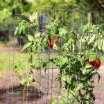 The main types of garters