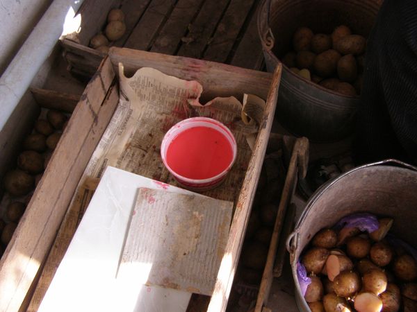 Traitement des tubercules avec Prestige