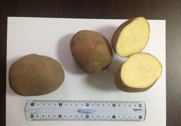 Les tubercules pour la plantation est préférable de choisir entre 50 et 100 grammes