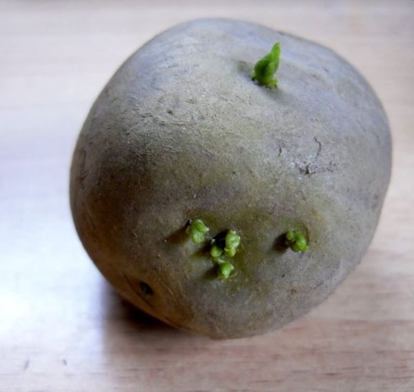 Pour planter en Sibérie pendant 30 jours, les tubercules doivent être germés en pousses vertes.