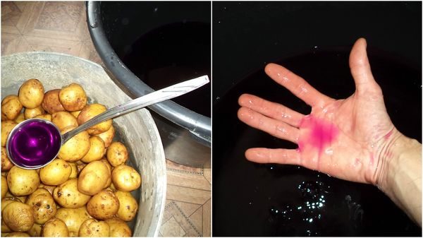 La désinfection des tubercules est effectuée à l'aide d'une solution de permanganate de potassium