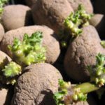 Germination à la lumière