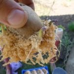 Dans des pots avec de la sciure de bois