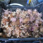 Dans les boîtes à engrais