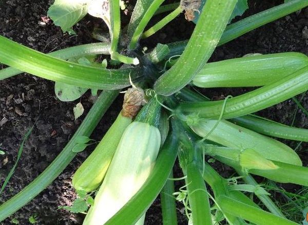  الاسكواش Cavili F1