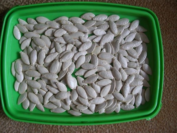 Семената на растителния мозък Kavili могат да бъдат засадени непосредствено в земята