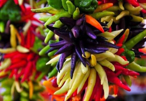 Декоративният пипер е обичан от мнозина заради оригиналния му вид и лекотата на отглеждане