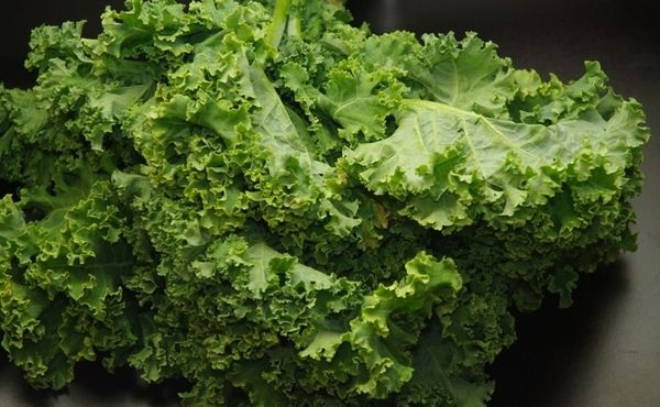 The variety is easily recognizable by the waviness of the leaf edge.