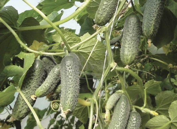  Salatalık Kibria F1