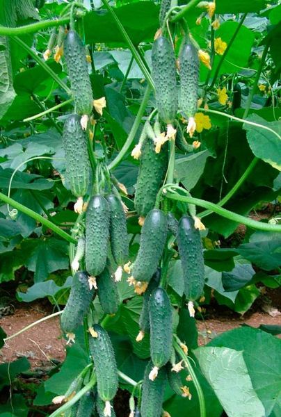 Kibriya - vine-type cucumber requiring garters
