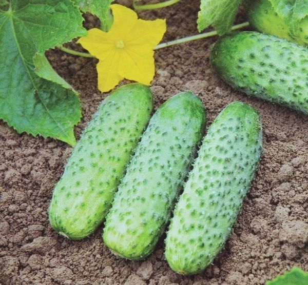 The variety Kibriya has a very high yield