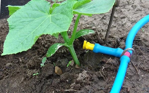 Watering should be carried out daily in the evening