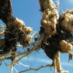 Quila à la racine de chou