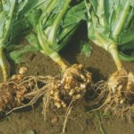 Болести и тяхното предотвратяване