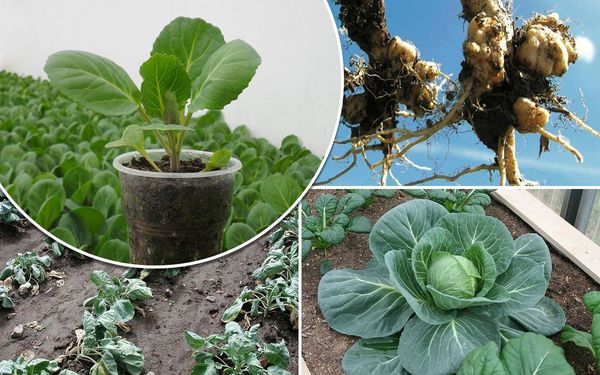 Kila cabbage what to do to protect the plant