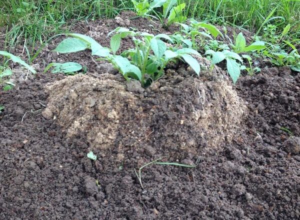 Cultiver des pommes de terre à l'aide de la technologie chinoise