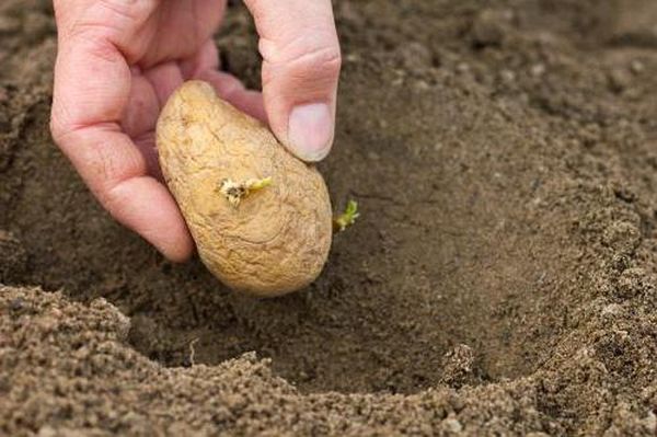 Selon le procédé, les tubercules sont plantés à une profondeur d'environ 60 cm.