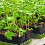 Alternative à la méthode chinoise - culture de pommes de terre en boîtes