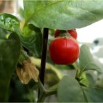 Οι καλύτερες πολύχρωμες ποικιλίες