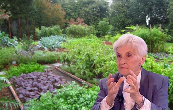 Culture de pommes de terre selon la méthode Kizima