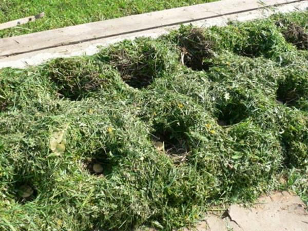 Il n'est pas nécessaire de déterrer le sol, les tubercules sont posés directement sur les mauvaises herbes