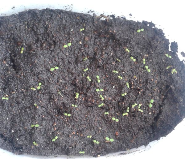 Τα πρώτα φυτά από φυτάρια