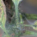 Spider mite