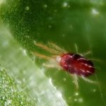 Spider mite