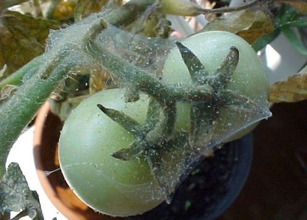 Les principaux ravageurs des plants de tomates